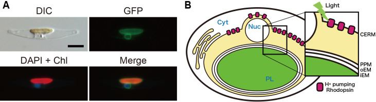 Fig. 3.