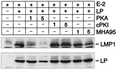 FIG. 7.