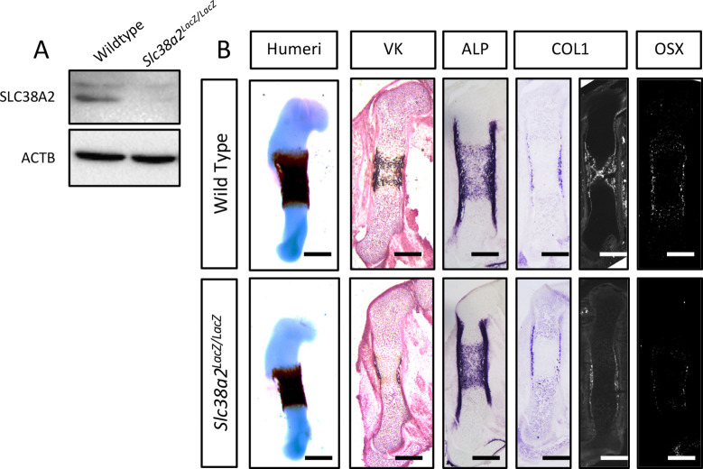 Figure 5—figure supplement 2.