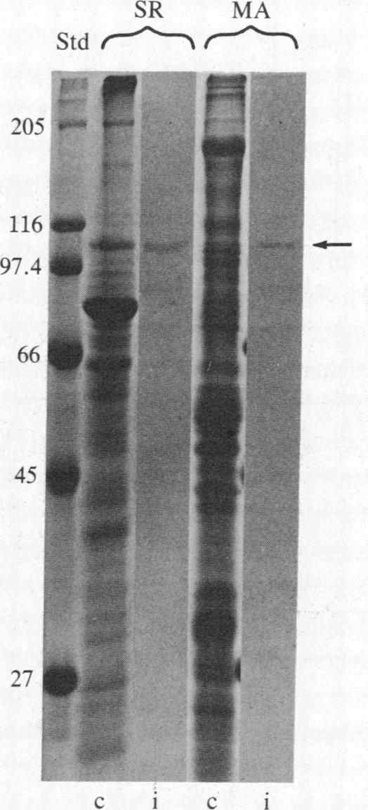 graphic file with name pnas00316-0203-a.jpg