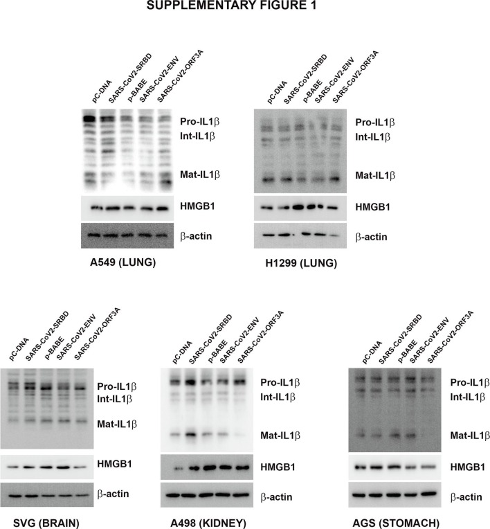 Supplementary figure 1