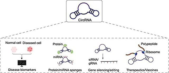 Circular RNA: An emerging frontier in RNA therapeutic targets, RNA ...