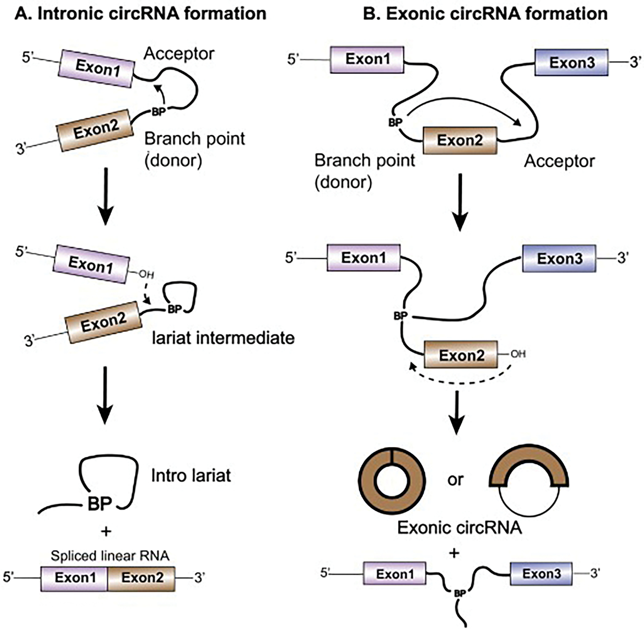 Circular RNA: An emerging frontier in RNA therapeutic targets, RNA ...