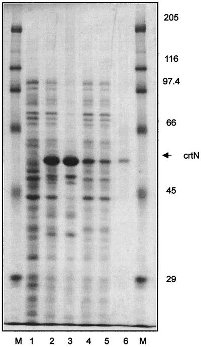 FIG. 1