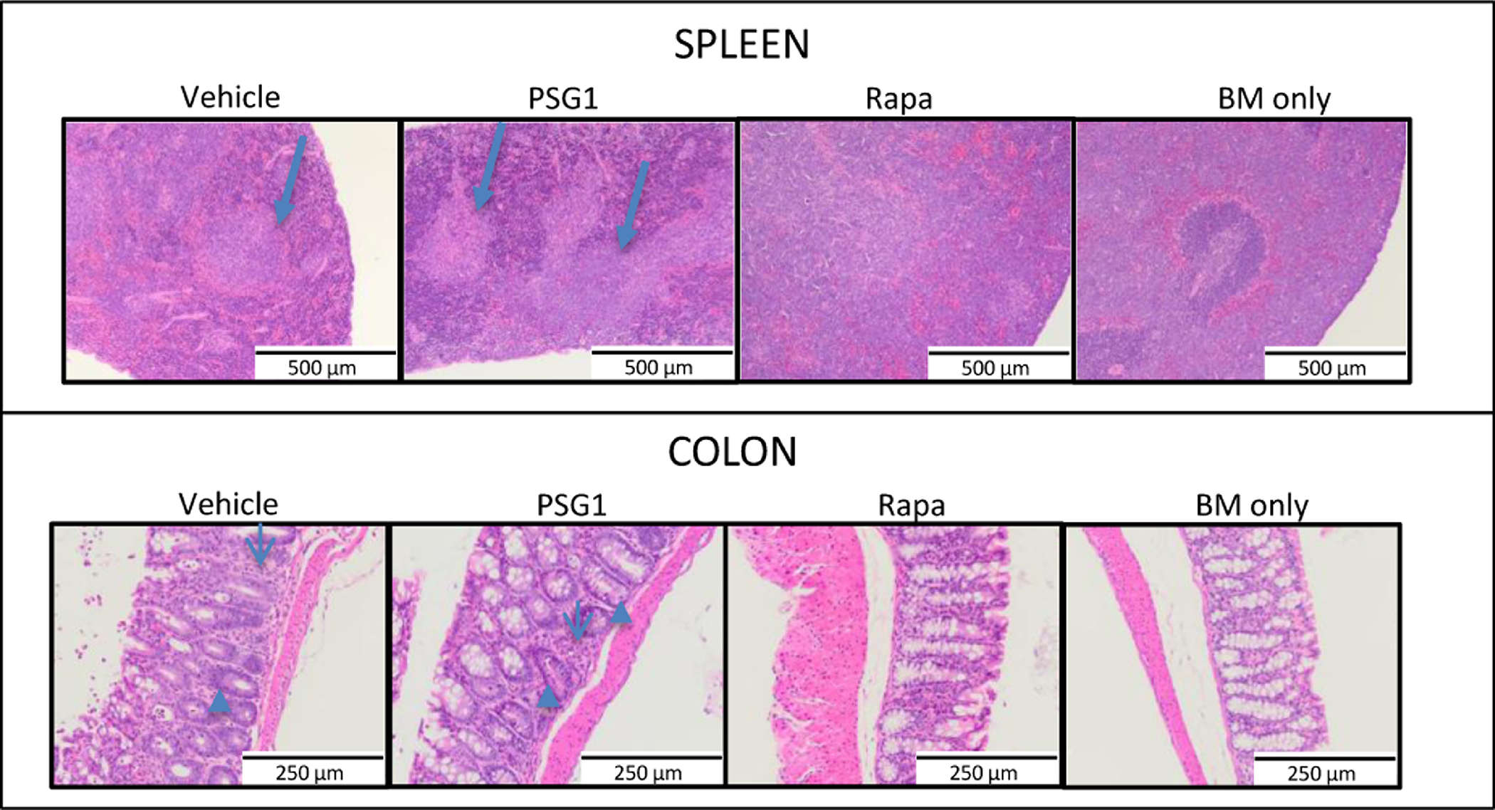 Figure 7: