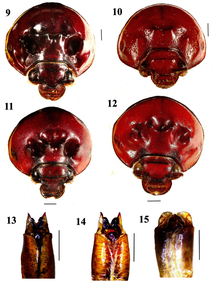 Figures 9–15.