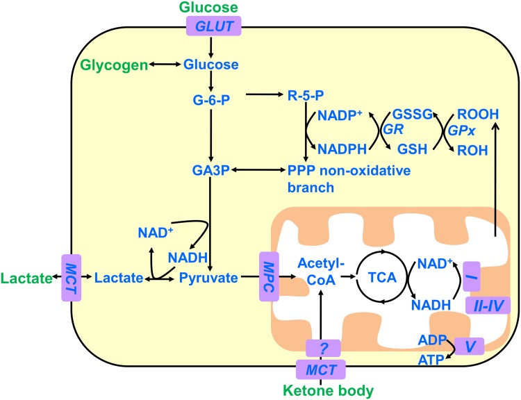 Fig. 1