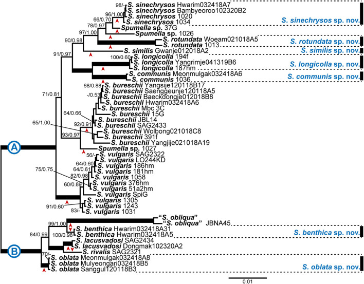 FIGURE 1