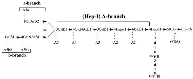 FIG. 1.