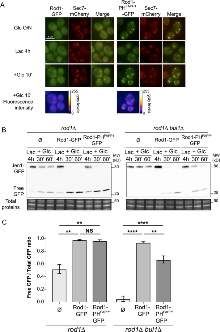 FIGURE 3: