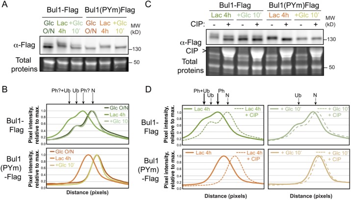 FIGURE 4: