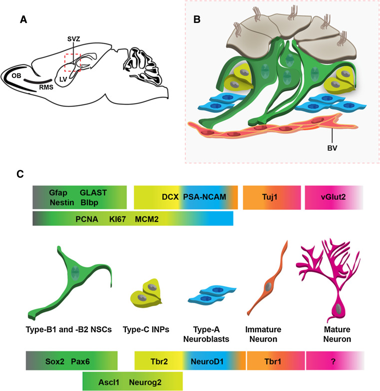 Fig. 2