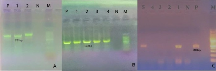 Fig. 2: