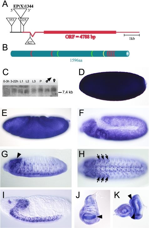 Figure 1.