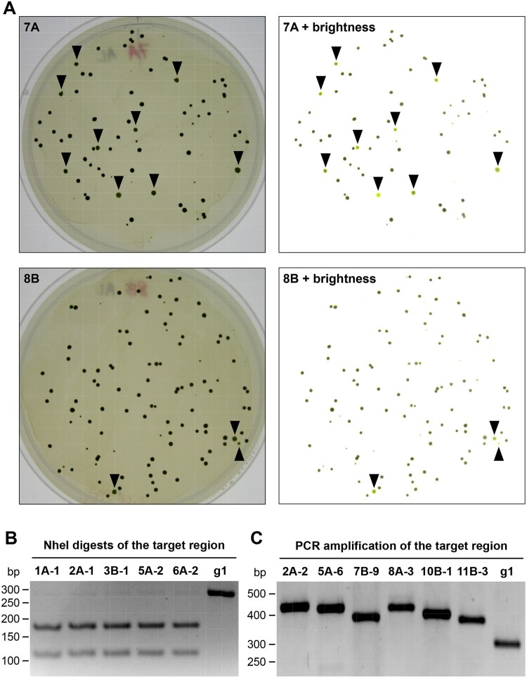 Figure 7