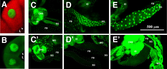 Figure 6