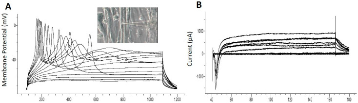 Figure 5