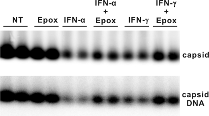 FIG. 8.