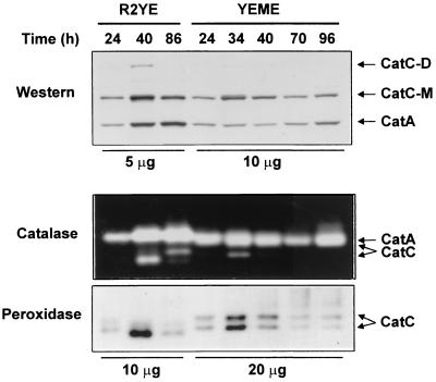 FIG. 5