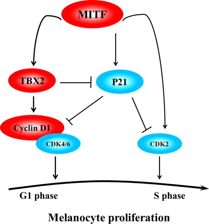 Figure 7