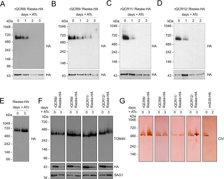 Fig 6