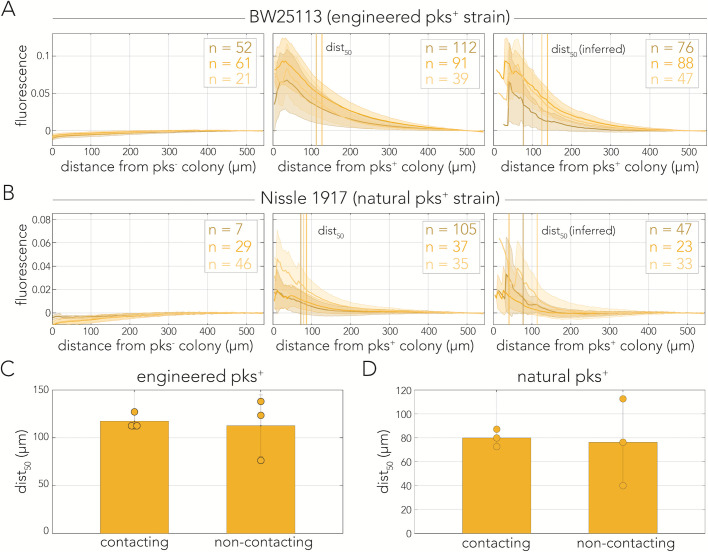 Graphs depict fluorescence intensity as a function of distance from pks colonies, comparing contacting and non-contacting configurations for engineered and natural pks strains. Bar charts display the median distance of DNA damage for each condition.