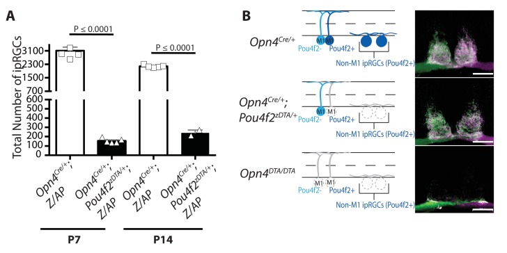 Figure 4—figure supplement 5.