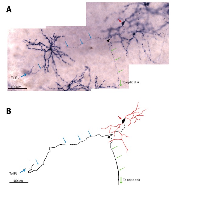 Figure 4—figure supplement 1.