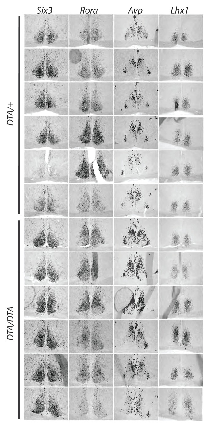 Figure 2—figure supplement 2.