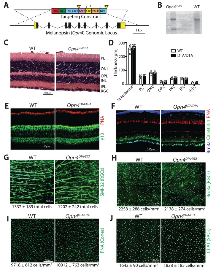 Figure 1—figure supplement 1.