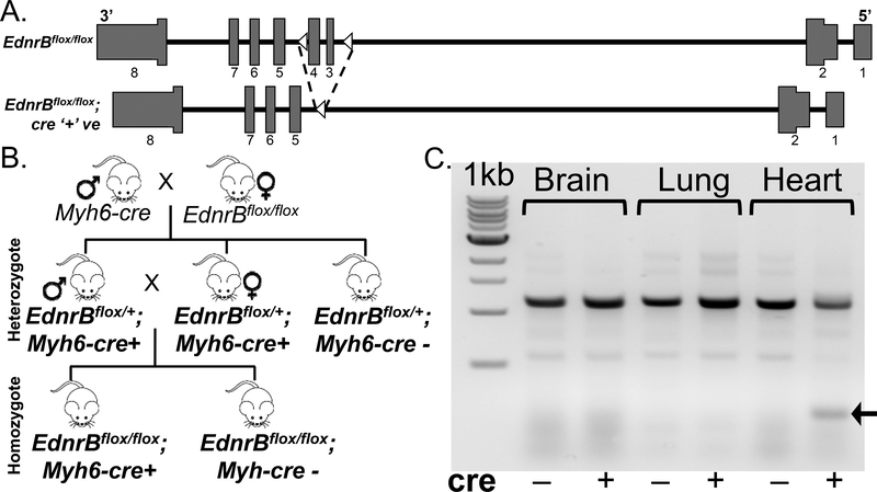 Fig 1: