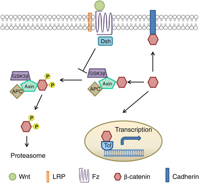 Figure 3.