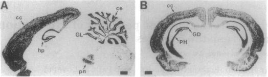 graphic file with name pnas01134-0402-a.jpg