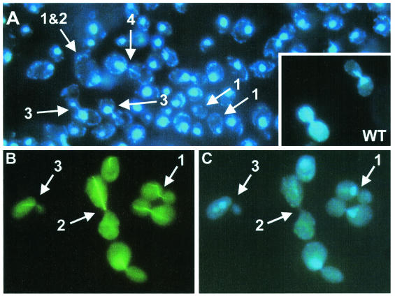 FIG. 12.