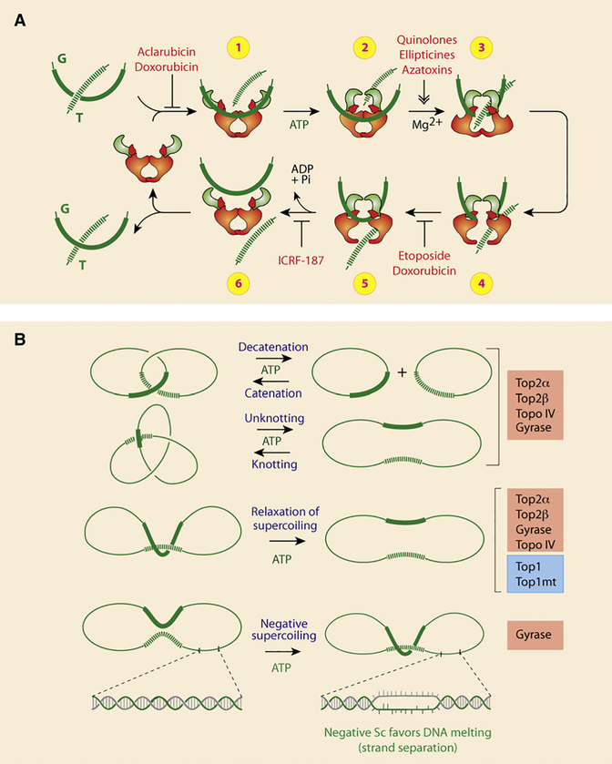 Figure 5.