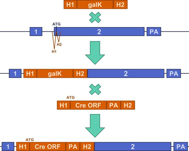 Extended Data Figure 1