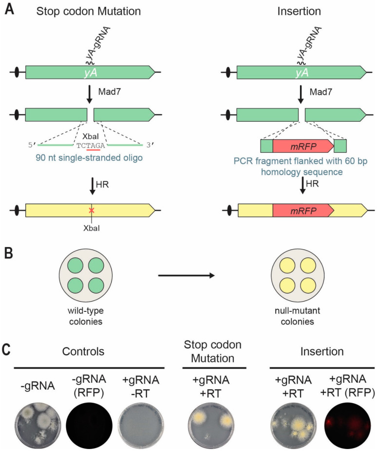 Figure 2