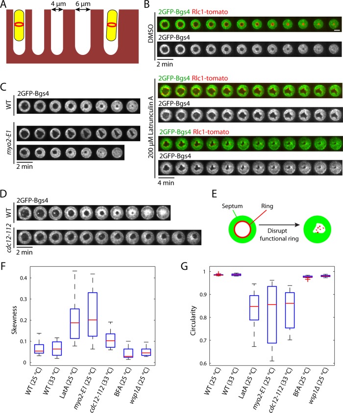 FIGURE 1: