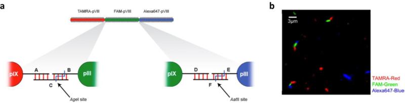 Figure 21