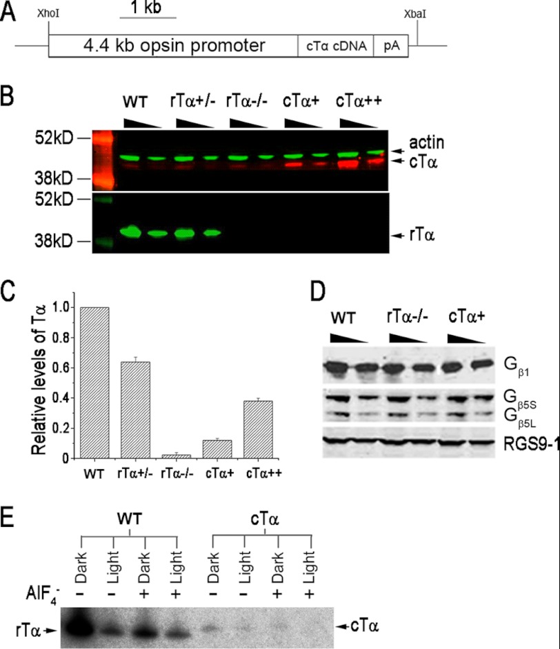 FIGURE 1.