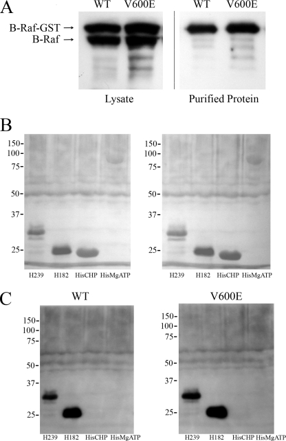 FIGURE 9.