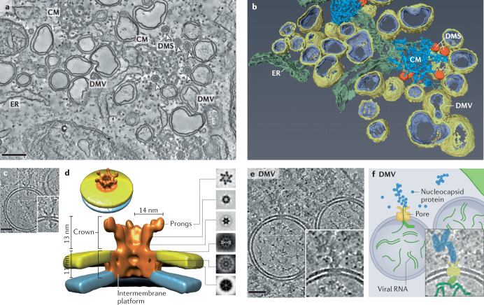 Box 1 Coronavirus replication organelles