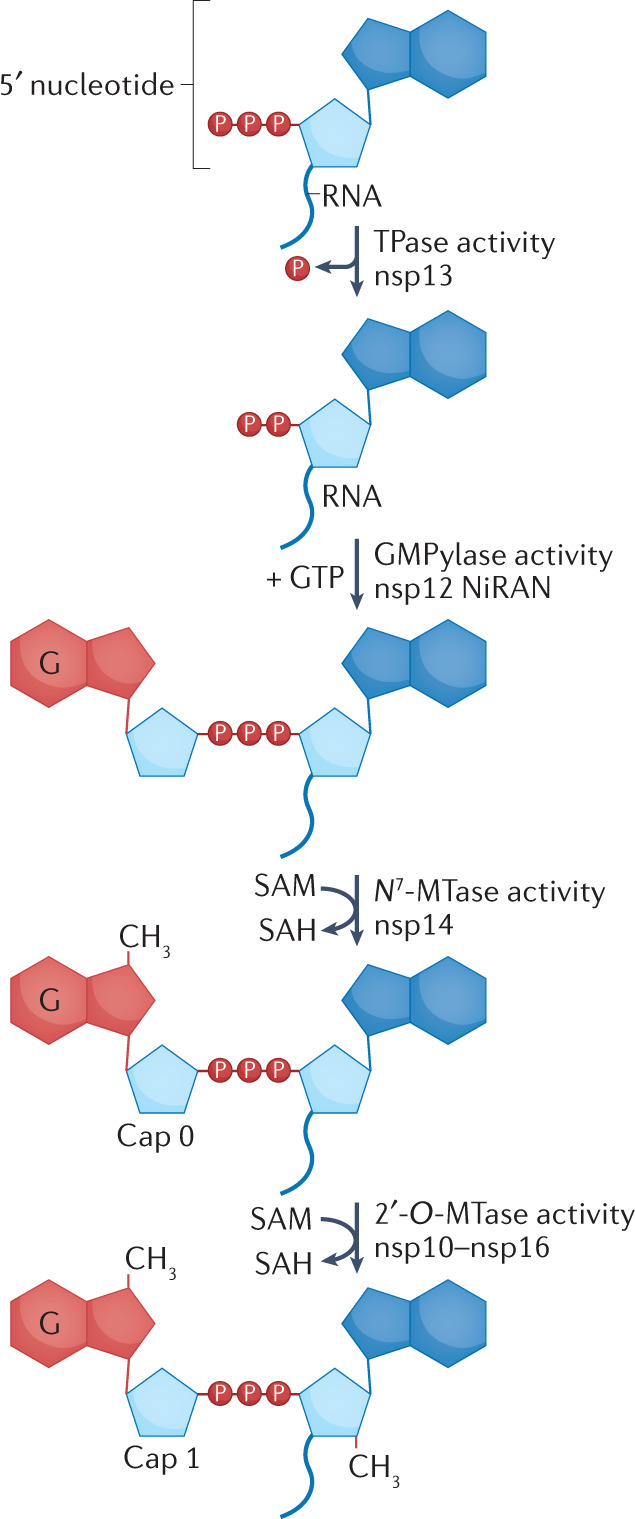 Box 2 Capping of the SARS-CoV-2 RNA