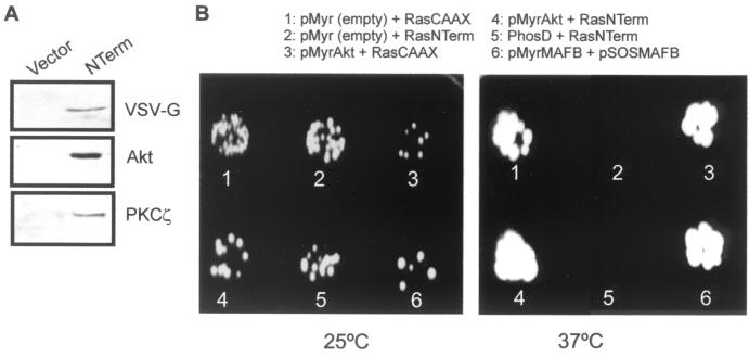 FIG. 8