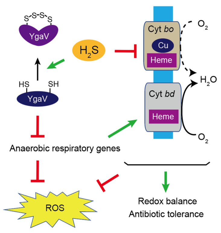 Figure 11