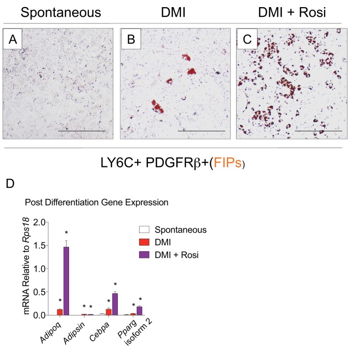 Figure 3—figure supplement 2.