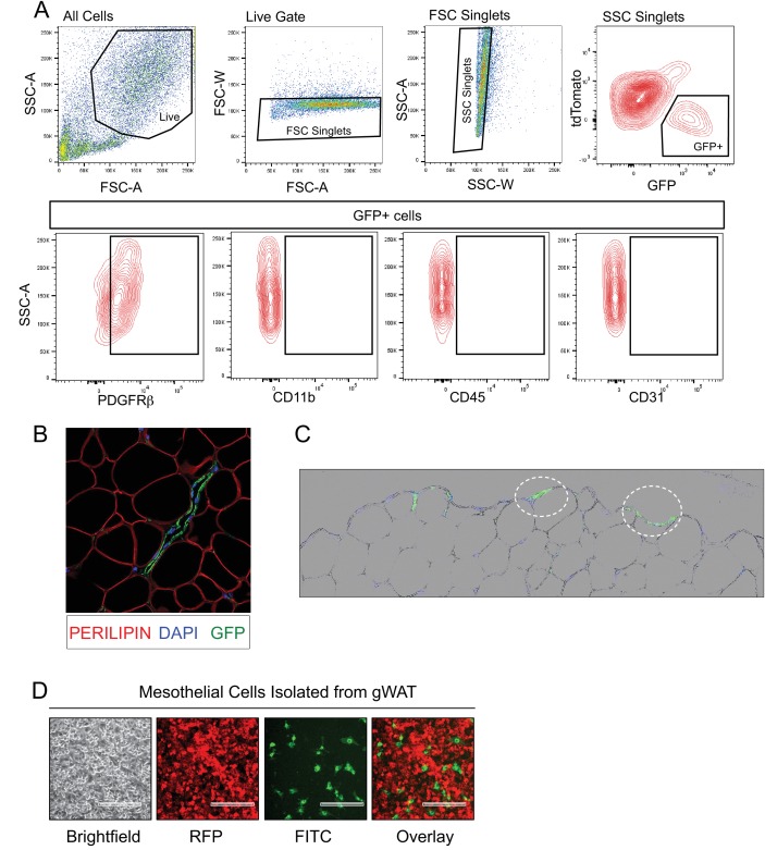 Figure 1—figure supplement 1.