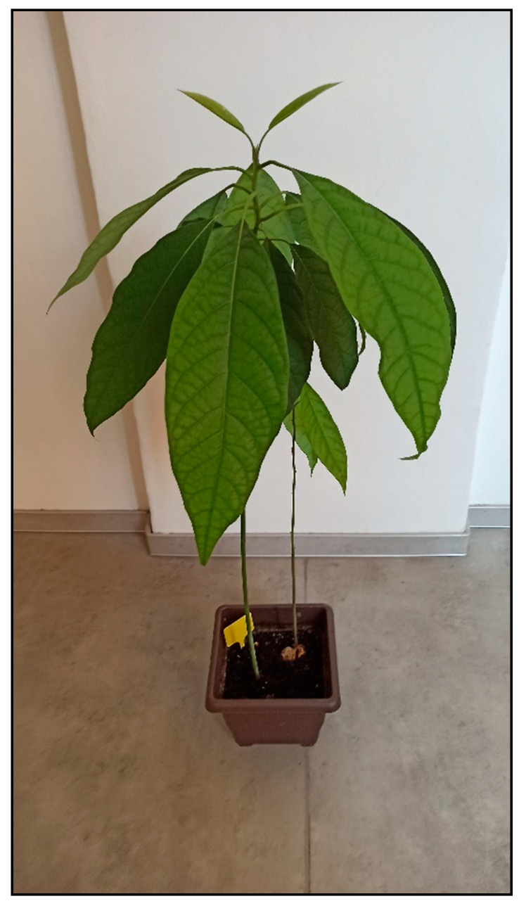 Figure 35