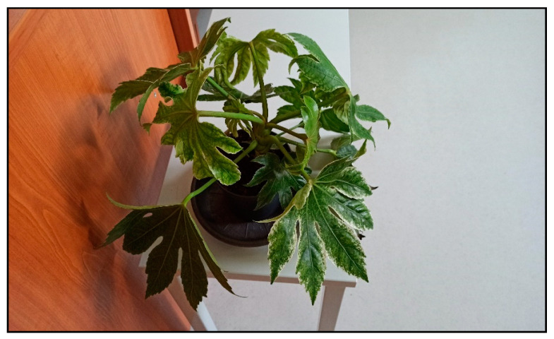 Figure 26
