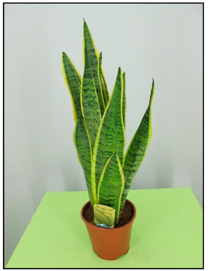 Figure 18